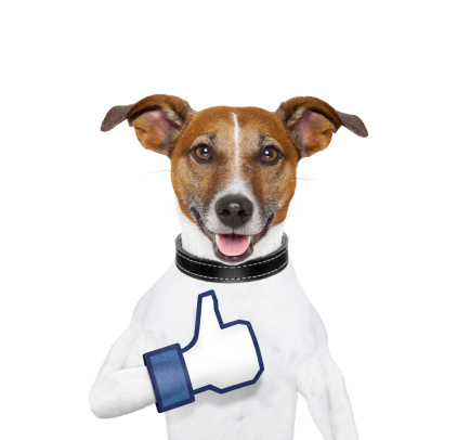 i like dog with a thumb up