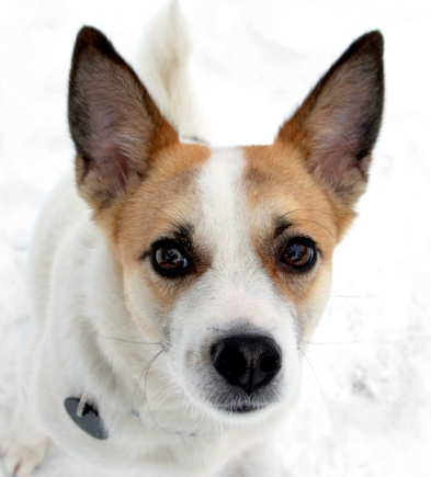closeup of dog staring from the snow