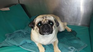 pug dog siting on the examination table