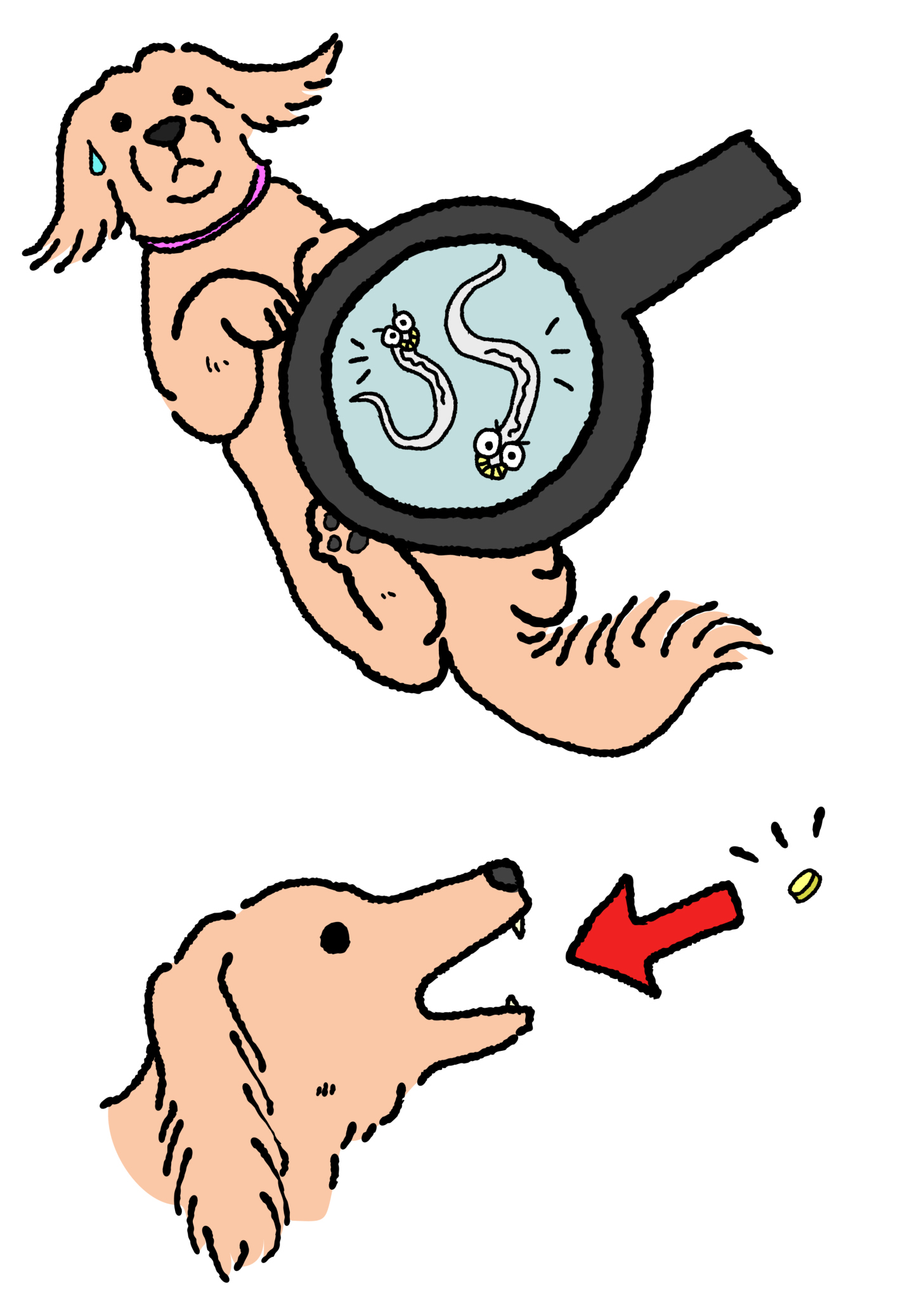 dog worm extermination