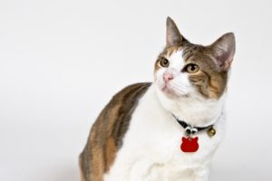 Calico cat in the studio.