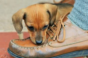 cute small puppy playing with the owners shoe