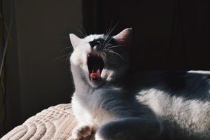 cute cat yawning while lying near the window