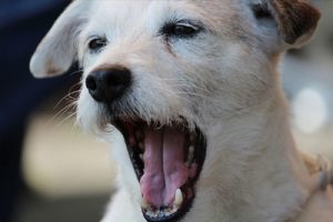 a dog face close up with opened mouth