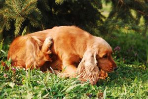 cocker spaniel sat itching in the park