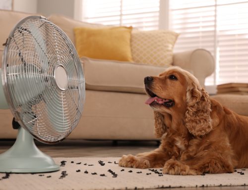 Is Your Dog Just Hot, or Is It Heat Stroke?
