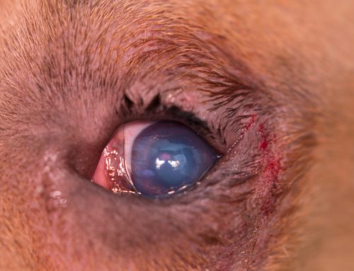 How Permanent Is Eyelid Surgery for a Dog or Cat With Entropion or Ectropion?