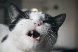 Close-up of a cat grimacing and showing signs of discomfort.