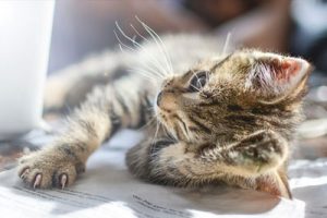 funny cat lying near the book