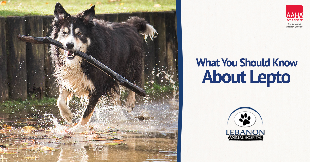 Leptospirosis Awareness banner