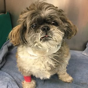 pekingese dog