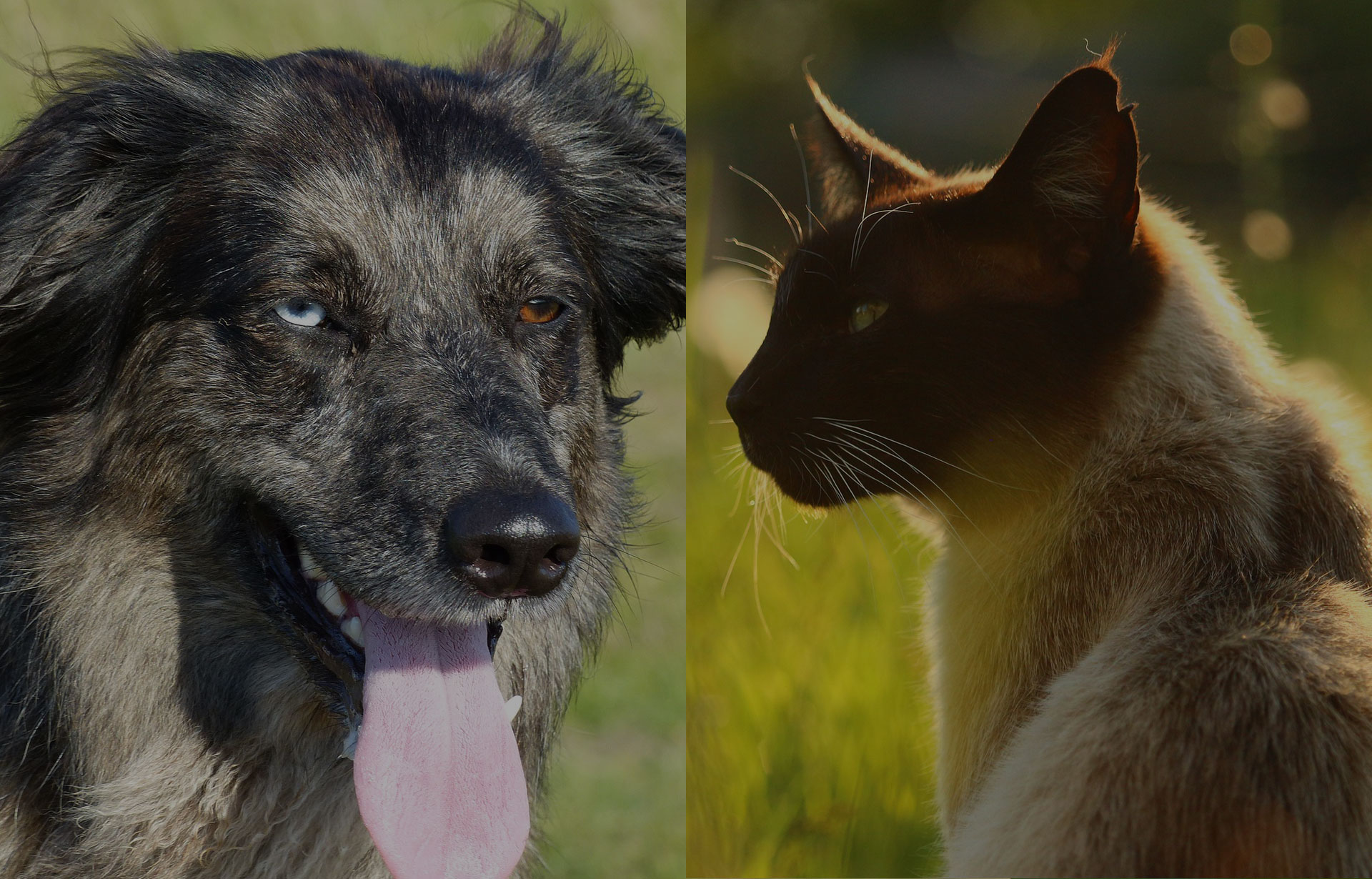a domestic mix bread dog with a Siamese cat
