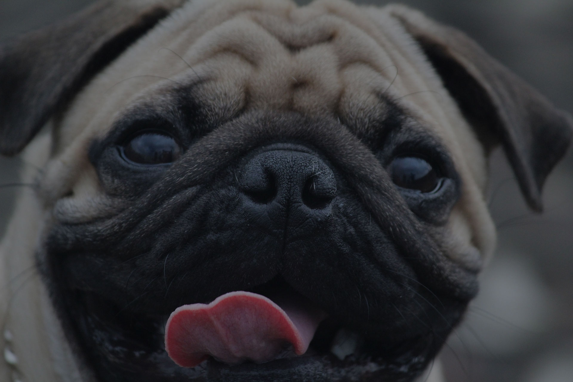 Pug Puppy face close up