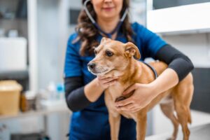 A veterinarian in blue scrubs examines a small brown dog using a stethoscope. The setting is a bright veterinary clinic, conveying a caring atmosphere.