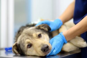A worried-looking dog rests its head on a vet's table, while a veterinarian in blue gloves gently holds it, conveying care and compassion.