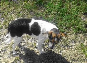 a domestic dog standing outdoor