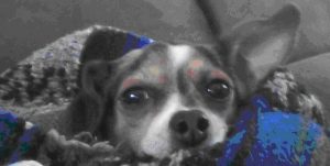 cute dog face close up