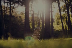cute pug wearing HUD siting in the grass