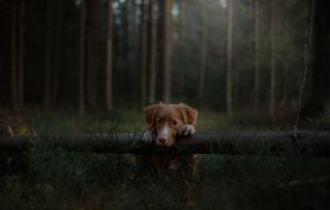 Dog Nova Scotia Duck Tolling Retriever lying on log in the forest