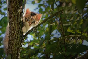 low-angle-view-of-cat-on-tree