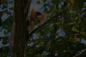 low-angle-view-of-cat-on-tree