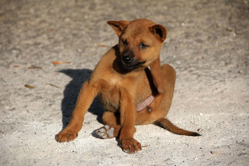cute brown dog scratching