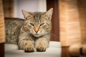 cat-adidas-relaxed-domestic-cat