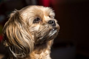 pekingese dog