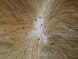 dog having tick