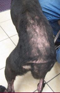 dog hair loss disease