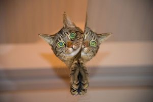 Mirror Pet Cat
