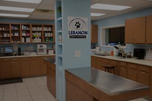 Lebanon animal hospital laboratory