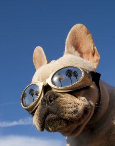 Dog wearing goggles