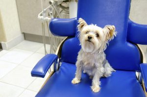 A little Yorkshire Terrier is sitting in a bright blue dentist's chair