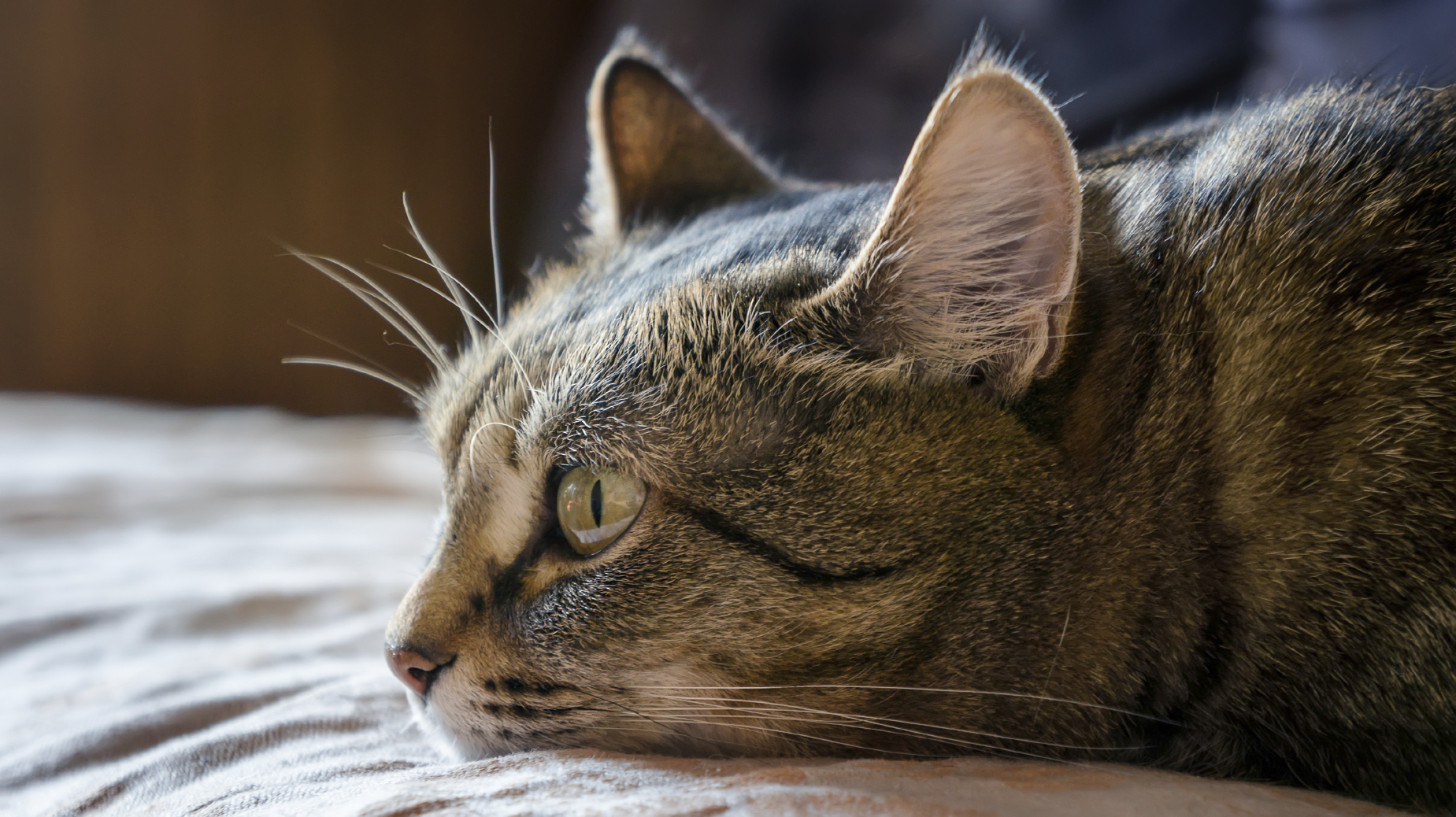 Dreamy cat.