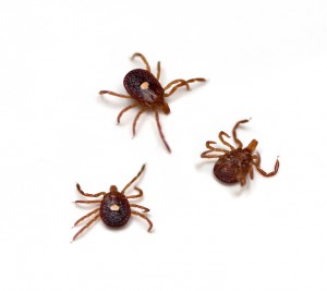Lone Star Ticks