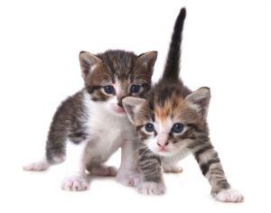 Kittens On A White Background