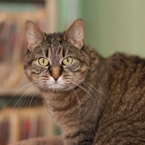 cat watching weirdly towards the camera