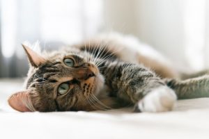 Grey cat lying on bed