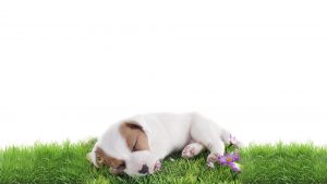 portrait of a sleeping puppy jack russel terrier in studio