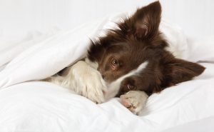 Adorable Collie border breed dog lying in bed covering her face with a paw