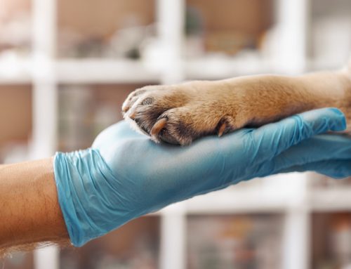 Meet the Lebanon Animal Hospital Veterinarians