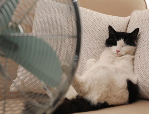 8 Summer Pet Safety Tips