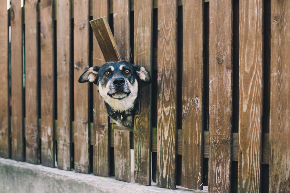 Curious dog looking from the hole in the fence