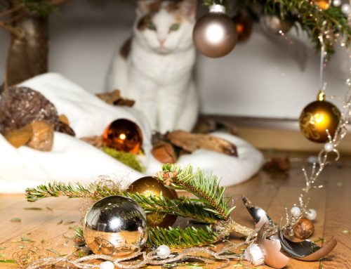 Are Your Holiday Traditions Hazardous to Your Pet?