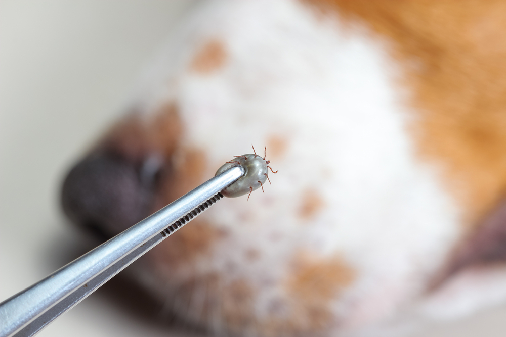 Closeup of human hands use silver pliers to remove dog adult tick from the fur