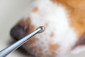 Closeup of human hands use silver pliers to remove dog adult tick from the fur