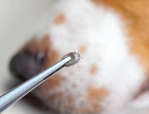 A Step-By-Step Guide to Removing a Tick from Your Pet