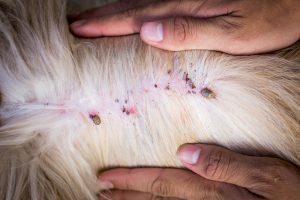 The tick on a dog skin