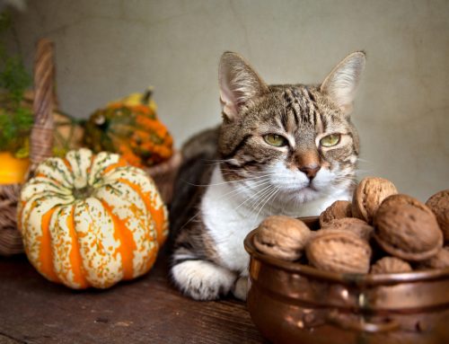 5 Pet Ponderings on Thanksgiving